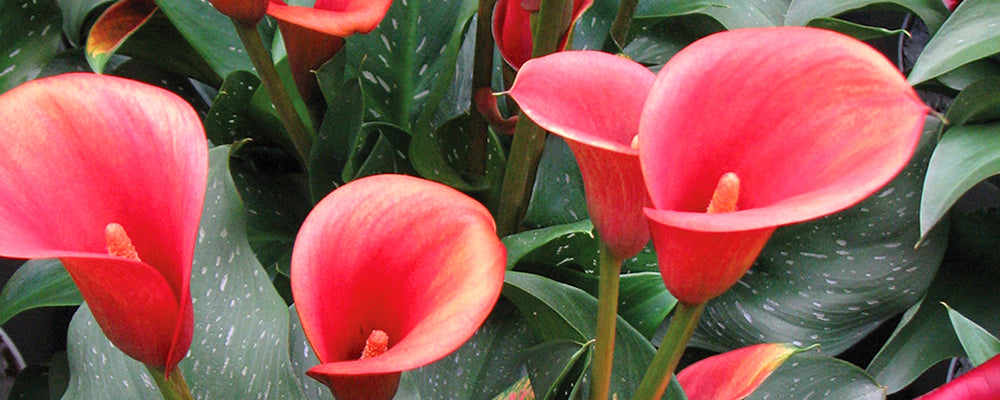 brent-and-becky-cut-flower-arrangement-ideas-zantedeschia