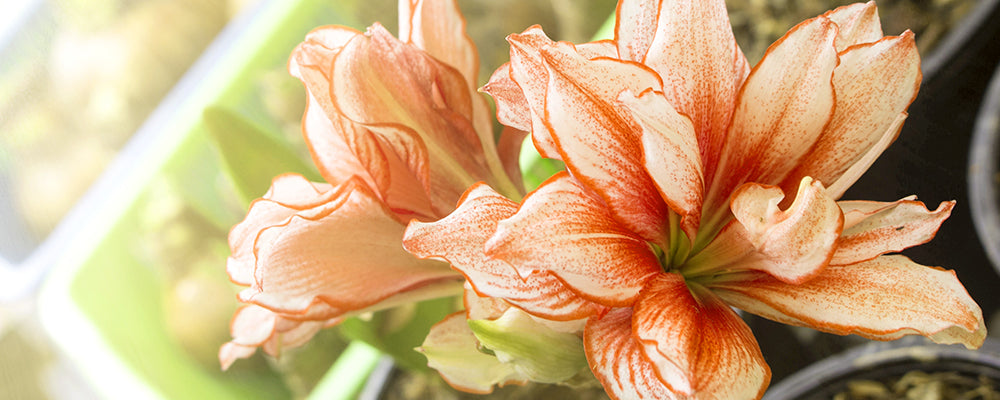 brent-and-becky-fall-catalogue-hippeastrum-sonata