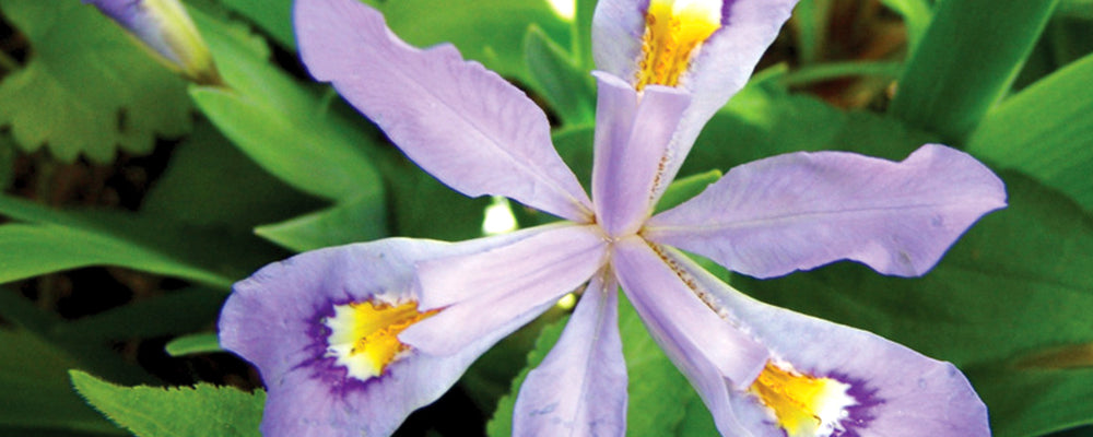 brent-and-becky-fall-catalogue-iris-eco-bluebird