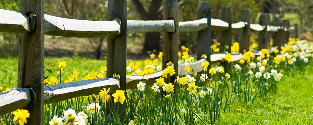 brent-and-becky-naturalizing-daffodil-fence