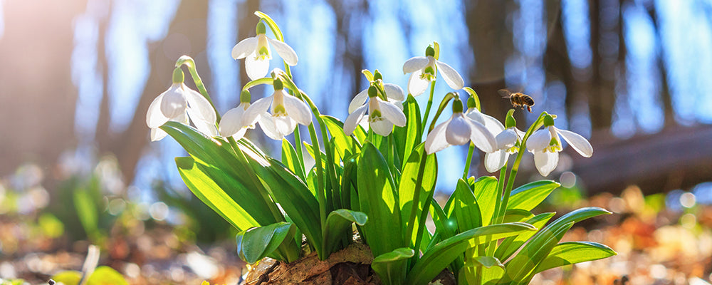 brent-and-becky-naturalizing-snowdrop-galanthus
