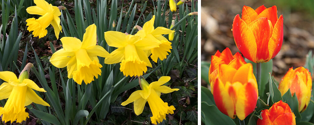 staggered-blooming-daffodils-tulips
