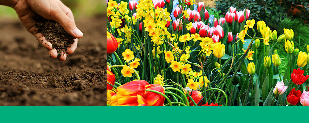 brent-and-beckys-bulb-food-soil-tulips-daffodils