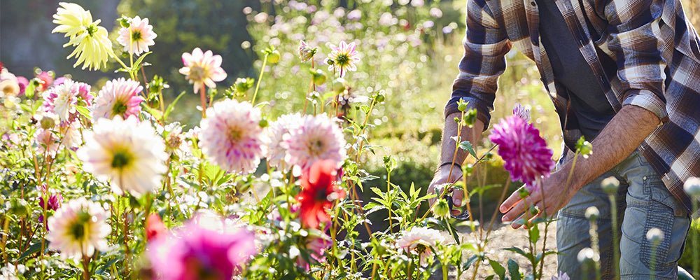 cut-bouquets-brent-and-becky-dahlia