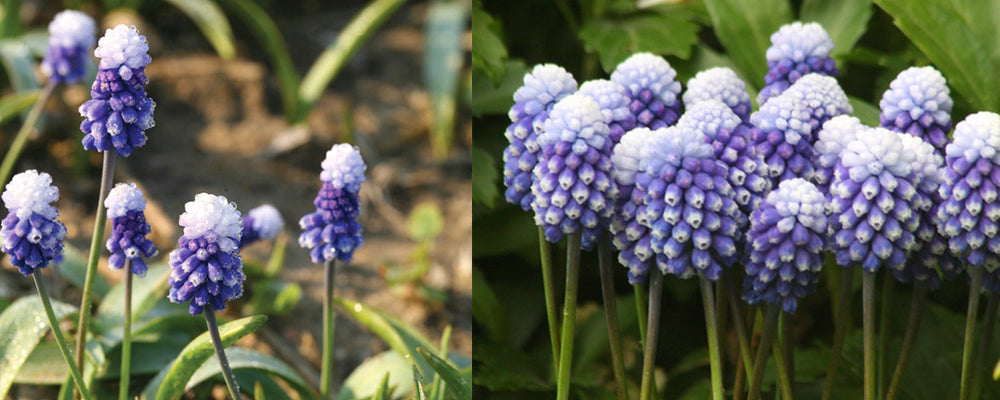 fall-catalogue-brent-and-becky-Muscari