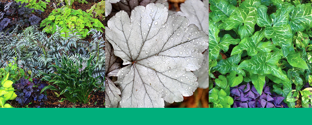 foliage-plants-brent-and-becky-athyrium-heucheras-header