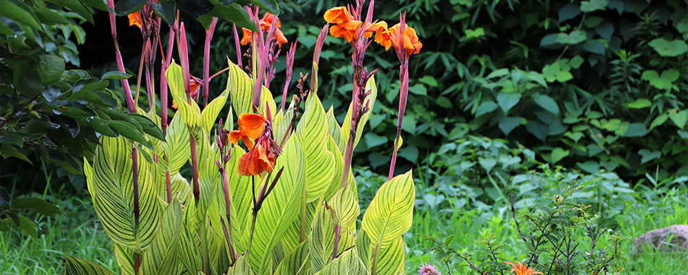 foliage-plants-brent-and-becky-canna