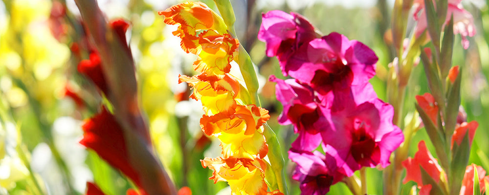 garden-nook-bulbs-gladiolus