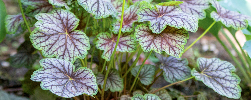 ideas-for-a-woodland-garden-green-spice-plant