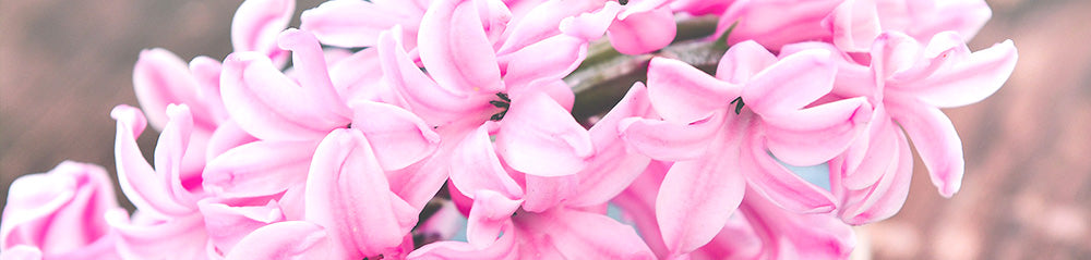 pink Hyacinths