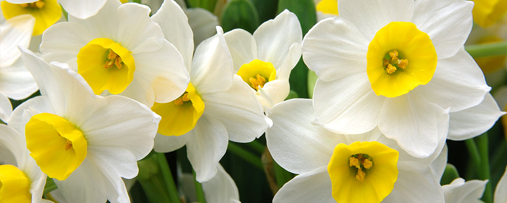 rabbit-resistant-brent-and-beckys-daffodils