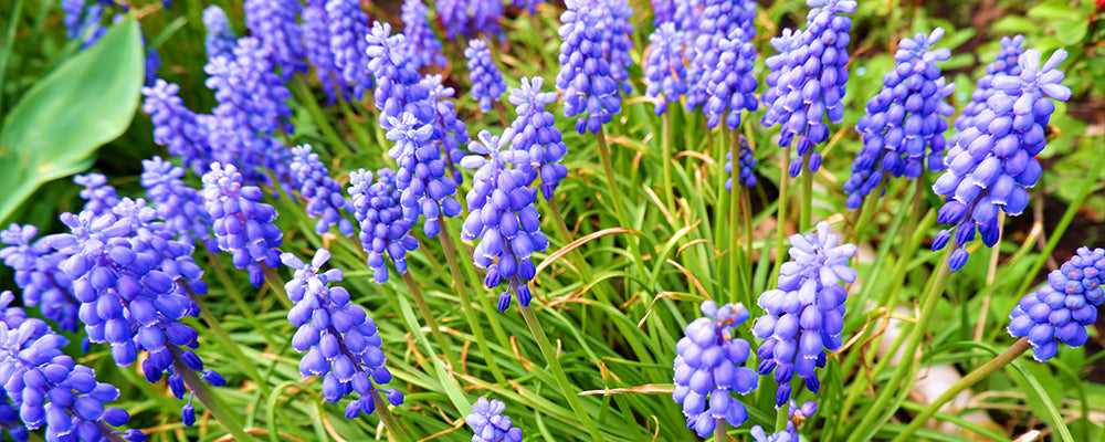 rabbit-resistant-brent-and-beckys-grape-hyacinth