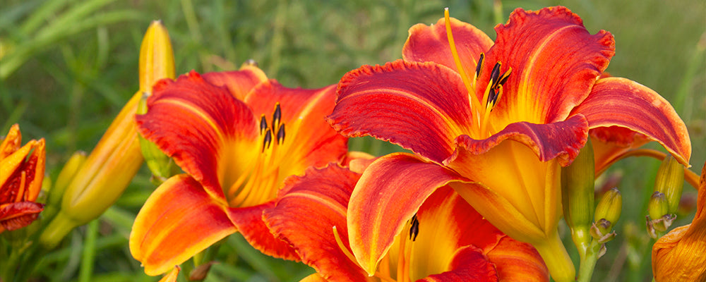 tips-for-planting-summer-bulbs-lilies