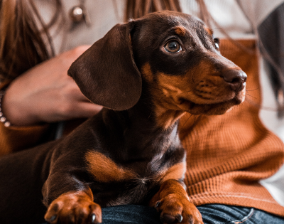 are short haired dogs better for allergies