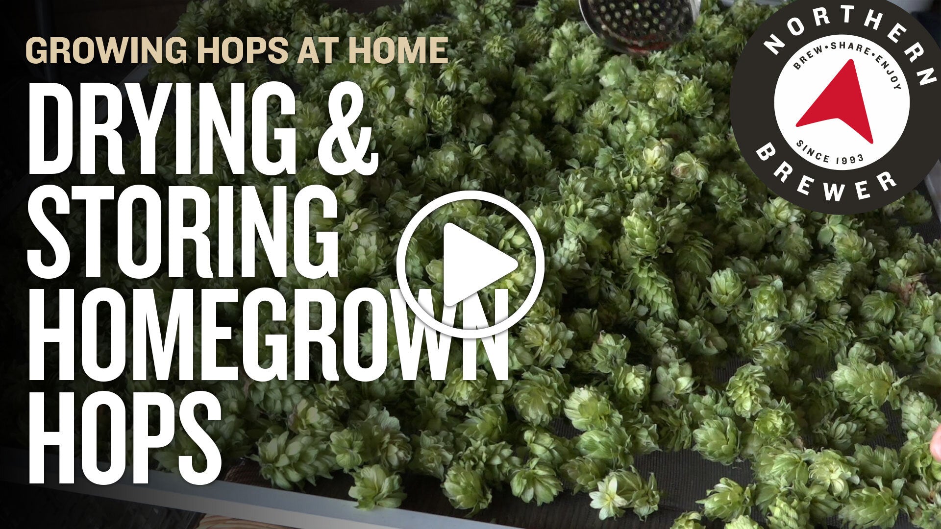 Drying and Storing Homegrown Hops