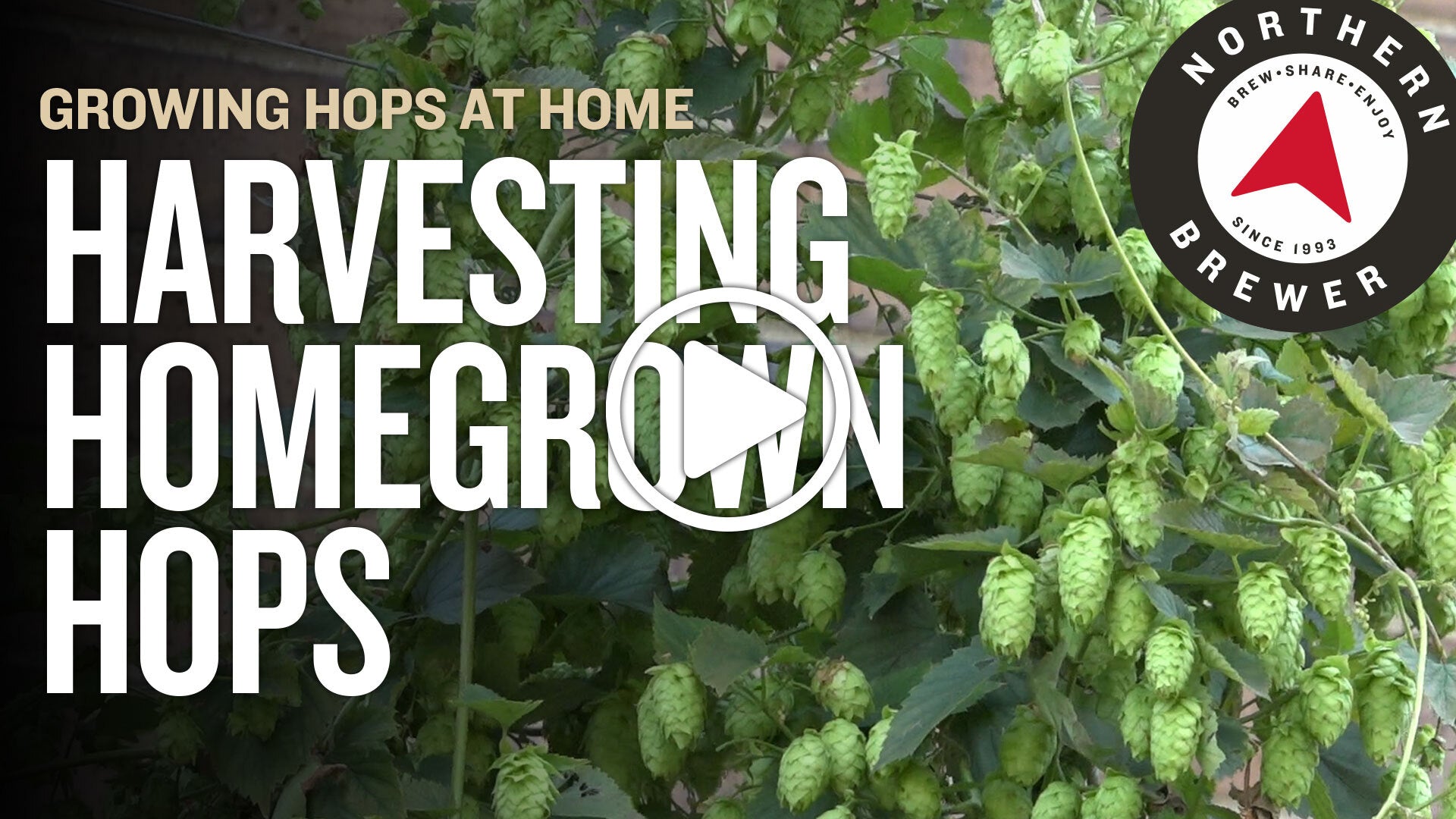 Harvesting Homegrown Hops