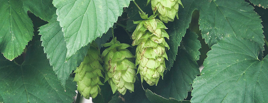 Harvesting Hops