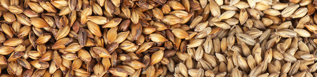 Malted Grains for Homebrewing
