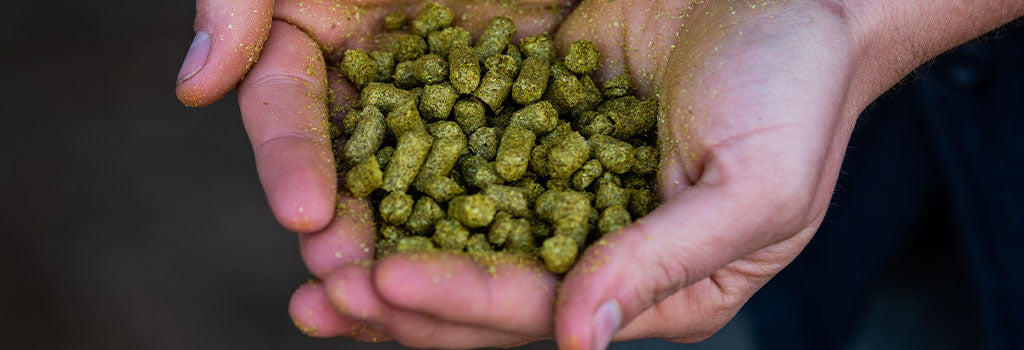 Hops in palm of hands