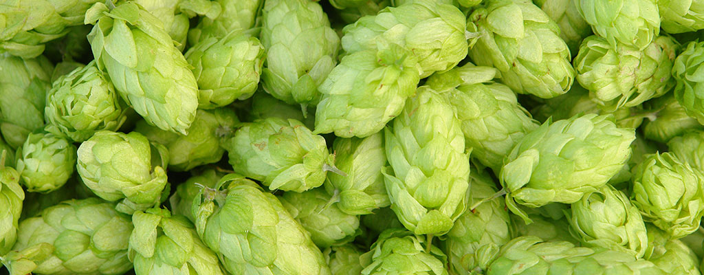 Close-up of harvested hop cones