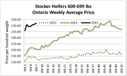 Beef Pricing Trends
