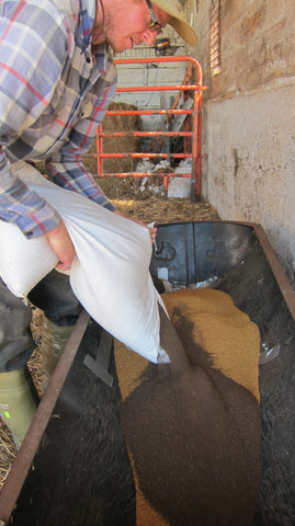 Pour Seed Into Drill