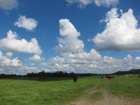 Vista of new farm