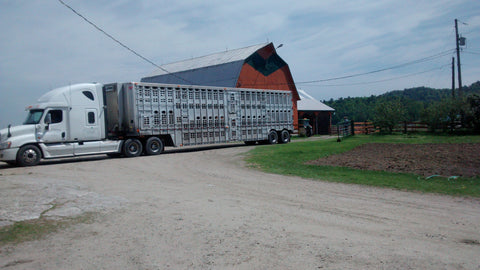 Yearling cattle arriving