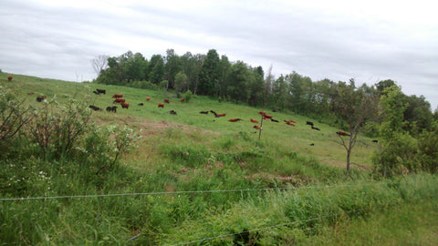 Cows rotating on pasture