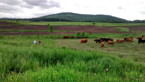 Grazing in fields