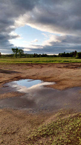 Sunset at the Farm