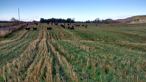 Grass coming through harvested oats