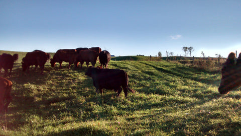 Cattle grazing grass under harvested oats