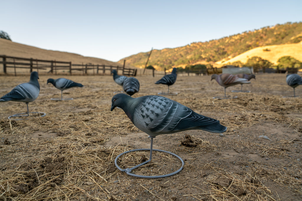 Pro Series Pigeon Decoys (6 Upright , 6 Feeders) Tanglefree Shop