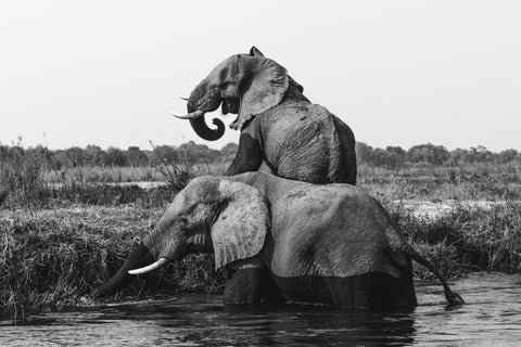 elephant b&w