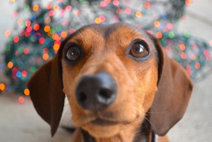 8 Pawesome Facts About Dachshund! Paws Passion