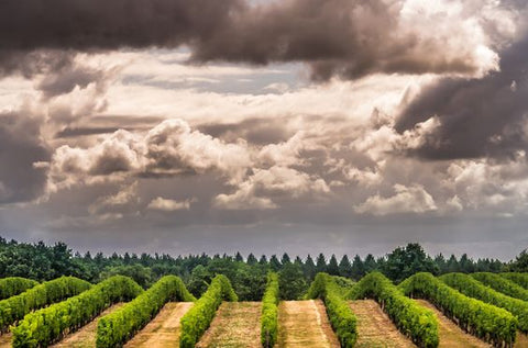 vin lot et garonne