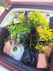 Plant Purchases at Mount Stewart