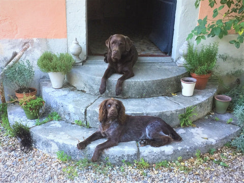 Two dogs relaxing after Calm Balm