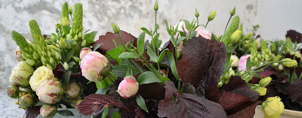 peonia