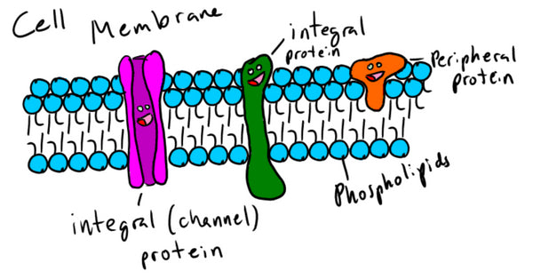 Phospholipids