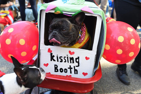 Photo from https://www.cbsnews.com/pictures/dog-costume-halloween-parade-new-york-city-2017/5/