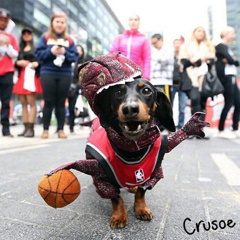 Photo from https://instagram.com/crusoe_dachshund
