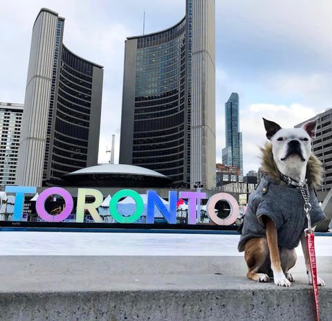 Photo of dog and toronto sign at toronto city hall. Photo features toronto leash and Beans the Toronto Terrier
