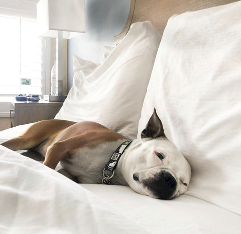 Dog in hotel bed in the best toronto dog friendly hotel