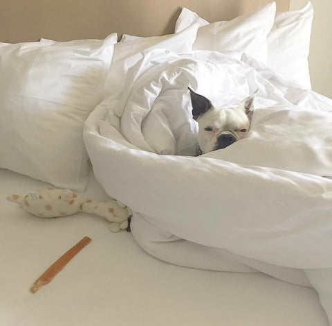 dog in whitel hotel bed sheets in Toronto dog friendly hotel