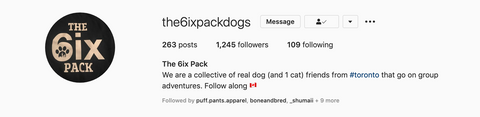 The 6ix Pack dogs is a Toronto feature instagram account
