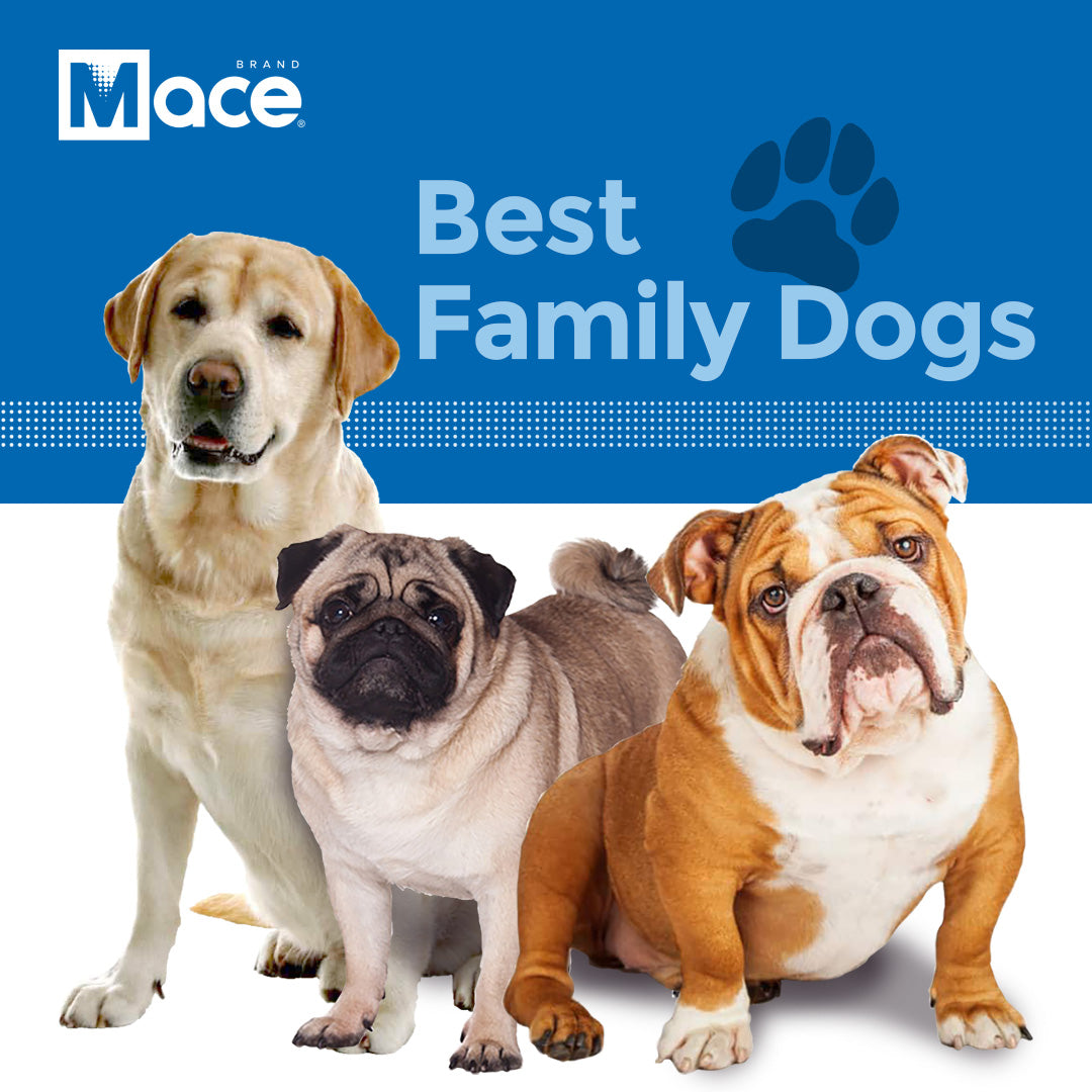 whats the best dog to have as a family pet