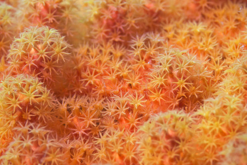 bright orange coral polyps in ocean