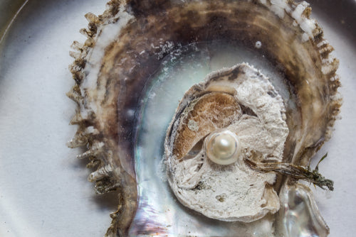 pearl inside of oyster